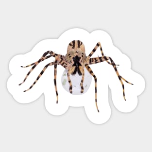 Spider Guarding Egg Sack Sticker